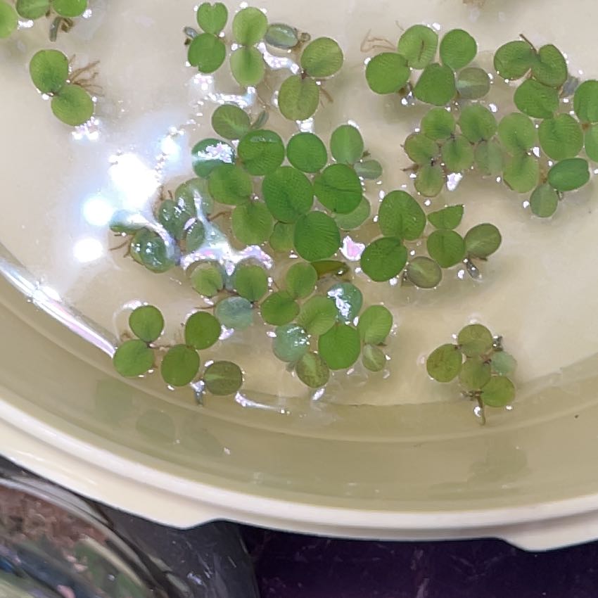 Photo of the plant species Water Spangles by @diamondsnfurs named Siren on Greg, the plant care app