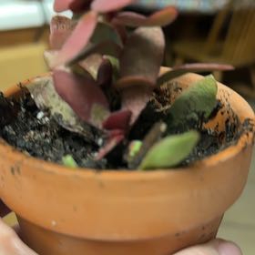 Photo of the plant species Crassula Platyphylla by @StoutMandarin named Bella on Greg, the plant care app