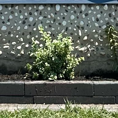 Photo of the plant species Emerald Gaiety Euonymus by @DanielaAndJaime named Triplets on Greg, the plant care app