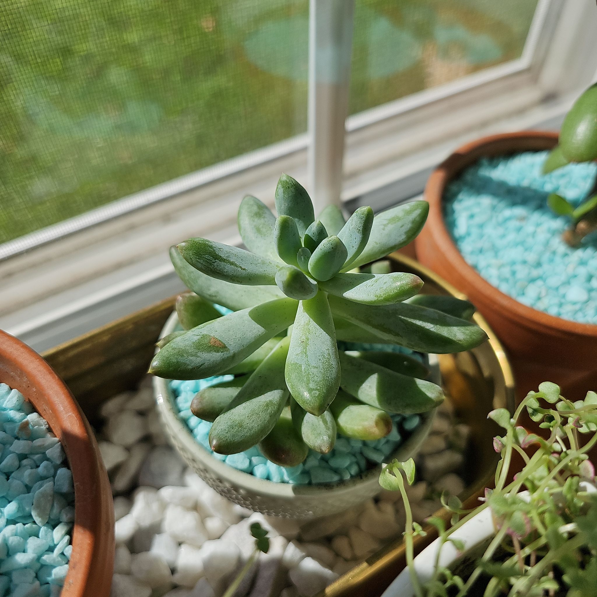 Pachyphytum 'Starburst' succulent in a pot with blue and white stones, near a window.