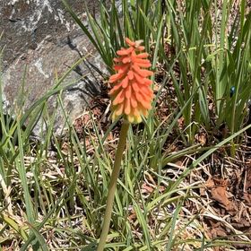 Photo of the plant species Torch Lily by @WelefulWharangi named Gates on Greg, the plant care app