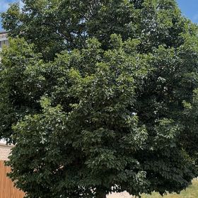 Photo of the plant species Southern Magnolia by @WelefulWharangi named Gregarious on Greg, the plant care app