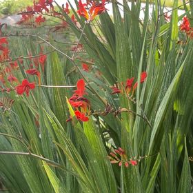 Photo of the plant species Greater Cobra Lily by @WelefulWharangi named Nemo on Greg, the plant care app