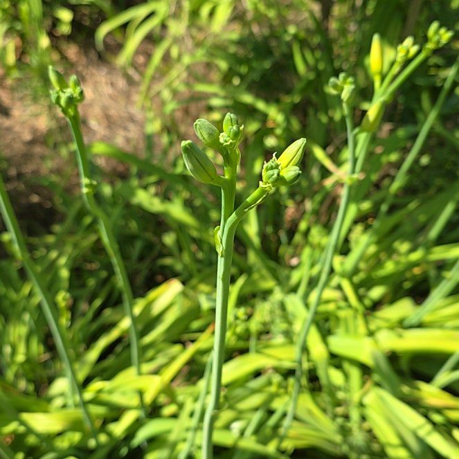 Photo of the plant species St Bernard's Lily by @LavishGymealily named Beckham on Greg, the plant care app