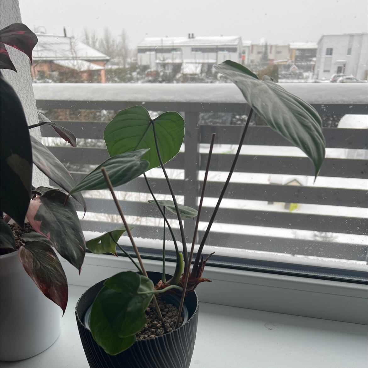 Photo of the plant species Philodendron Lynamii by @CrispLungwort named Luna on Greg, the plant care app