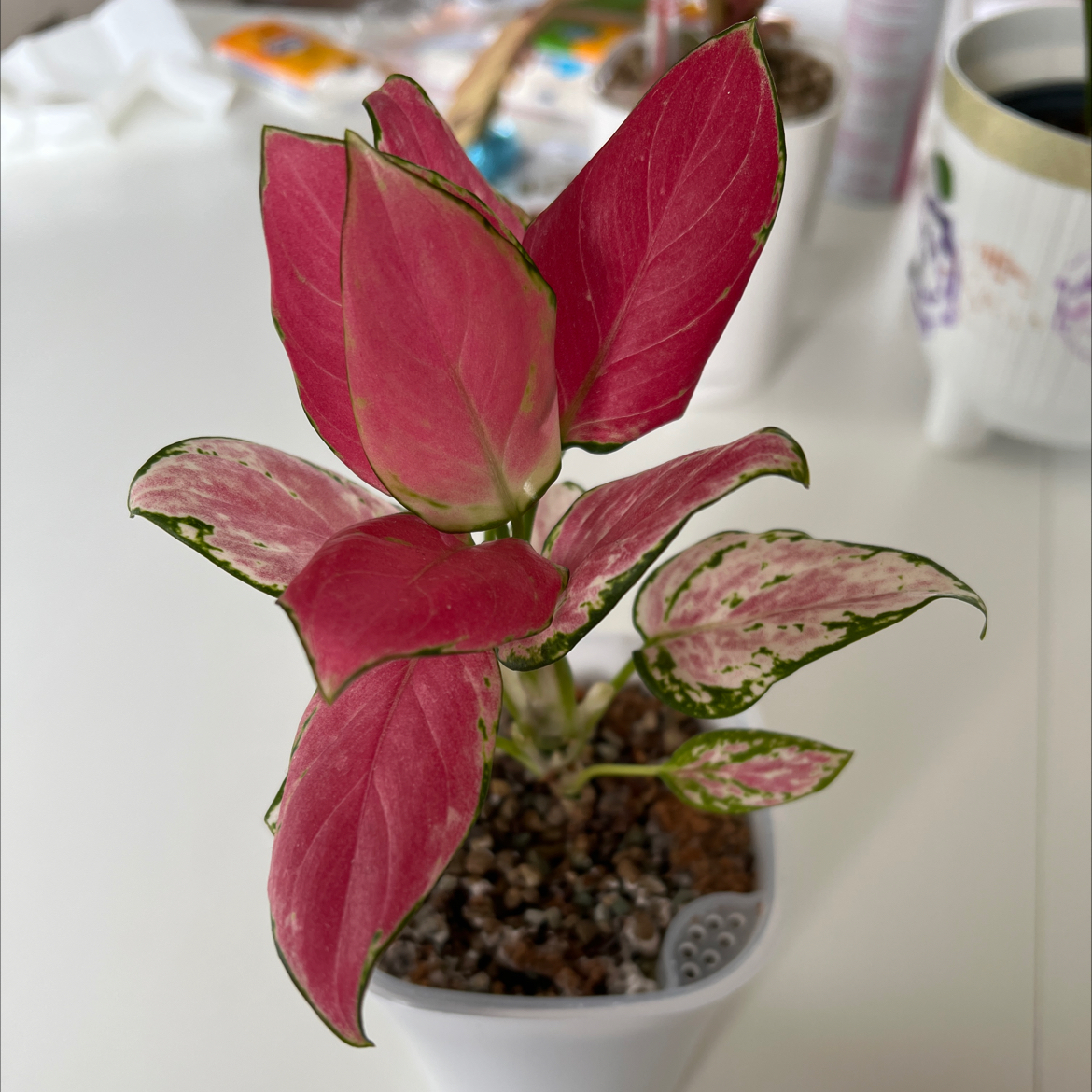 Photo of the plant species Aglaonema 'Red Zircon' by @CrispLungwort named Lavender on Greg, the plant care app