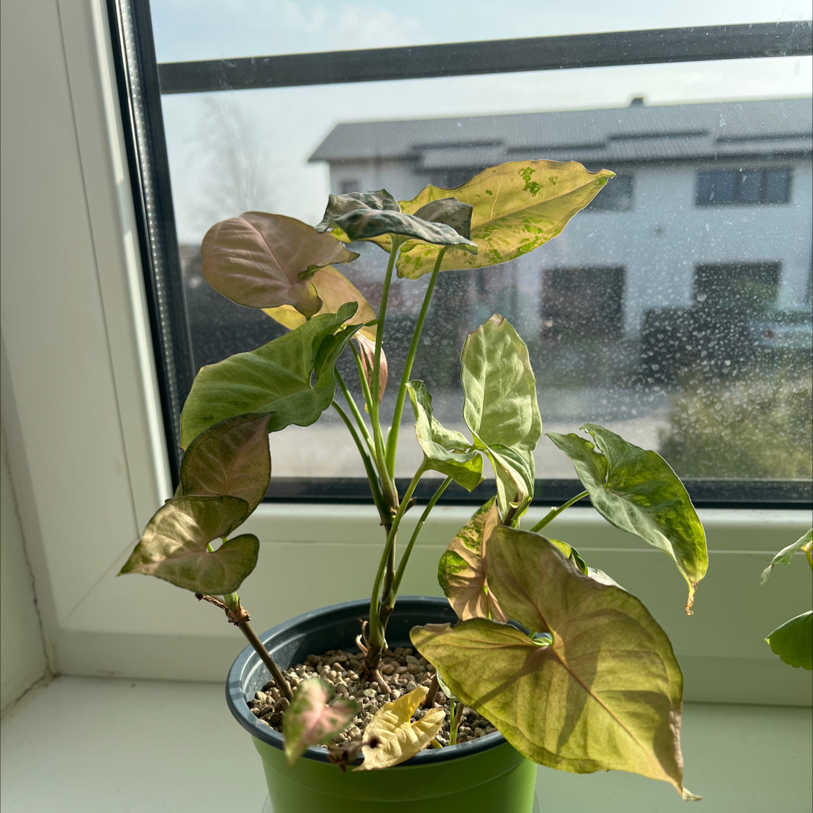 Photo of the plant species Pink Freckles by @CrispLungwort named Keanu Leaves on Greg, the plant care app