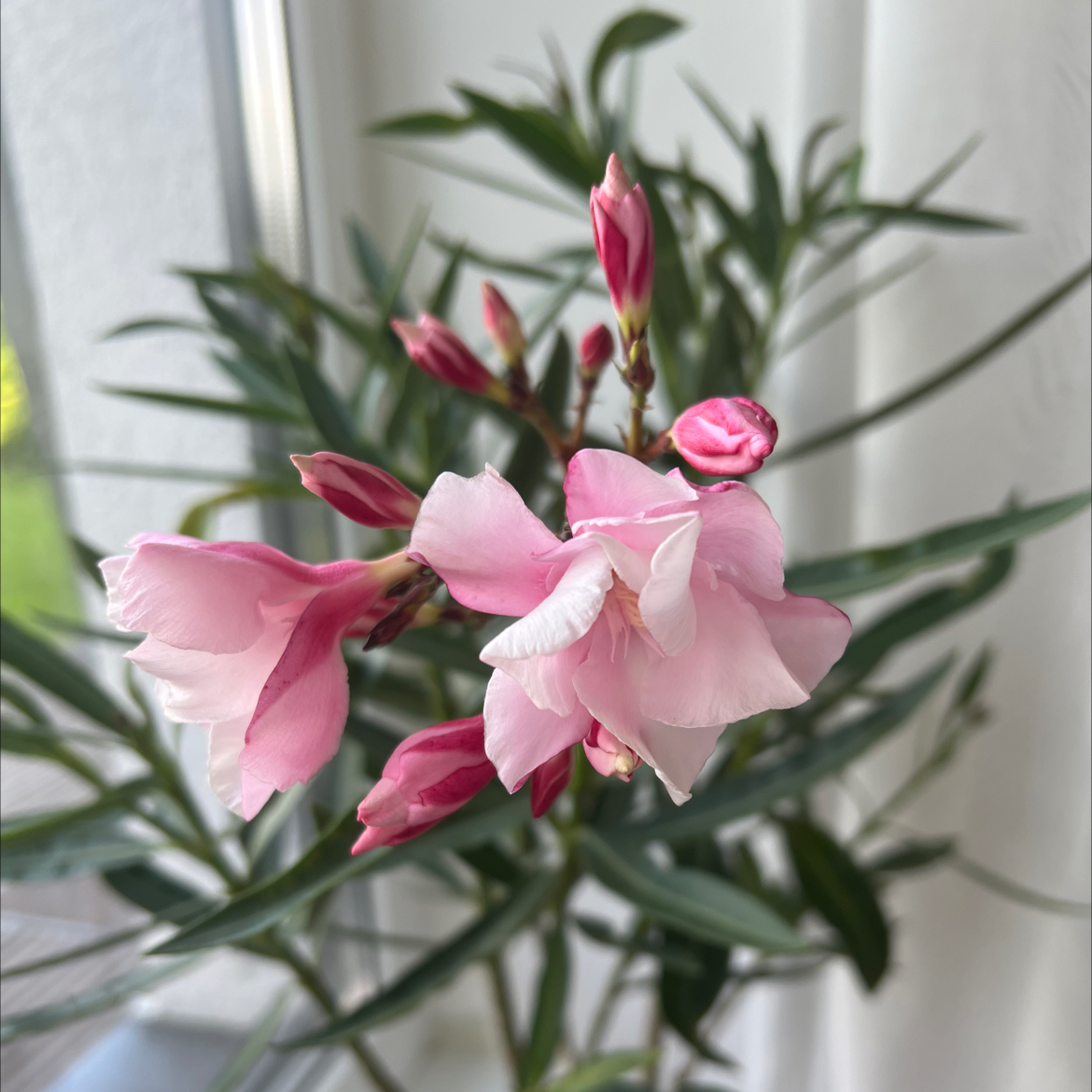 Photo of the plant species Nerium 'Louis Pouget' by @CrispLungwort named Bella on Greg, the plant care app