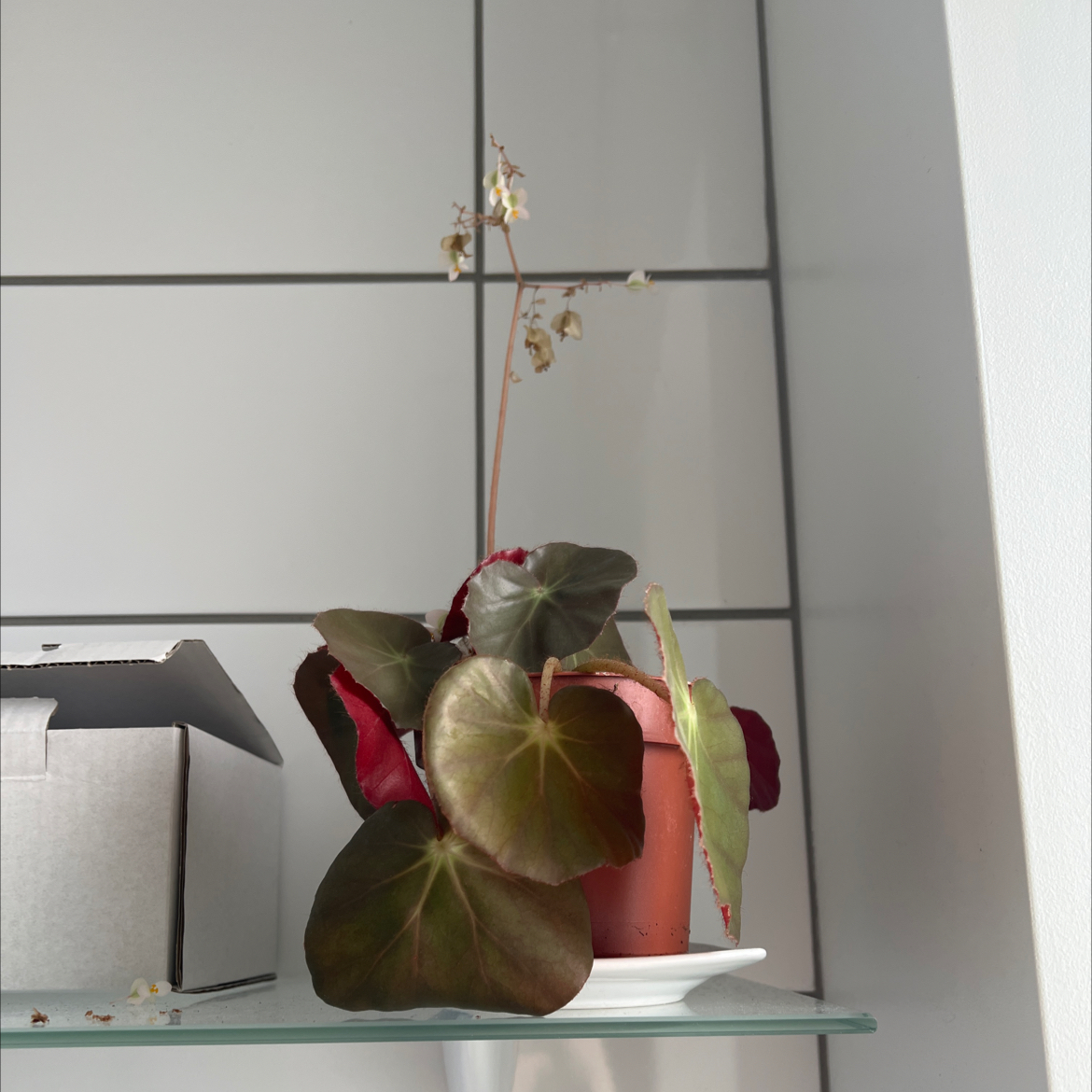 Photo of the plant species Beefsteak Begonia by @CrispLungwort named Leonardo on Greg, the plant care app