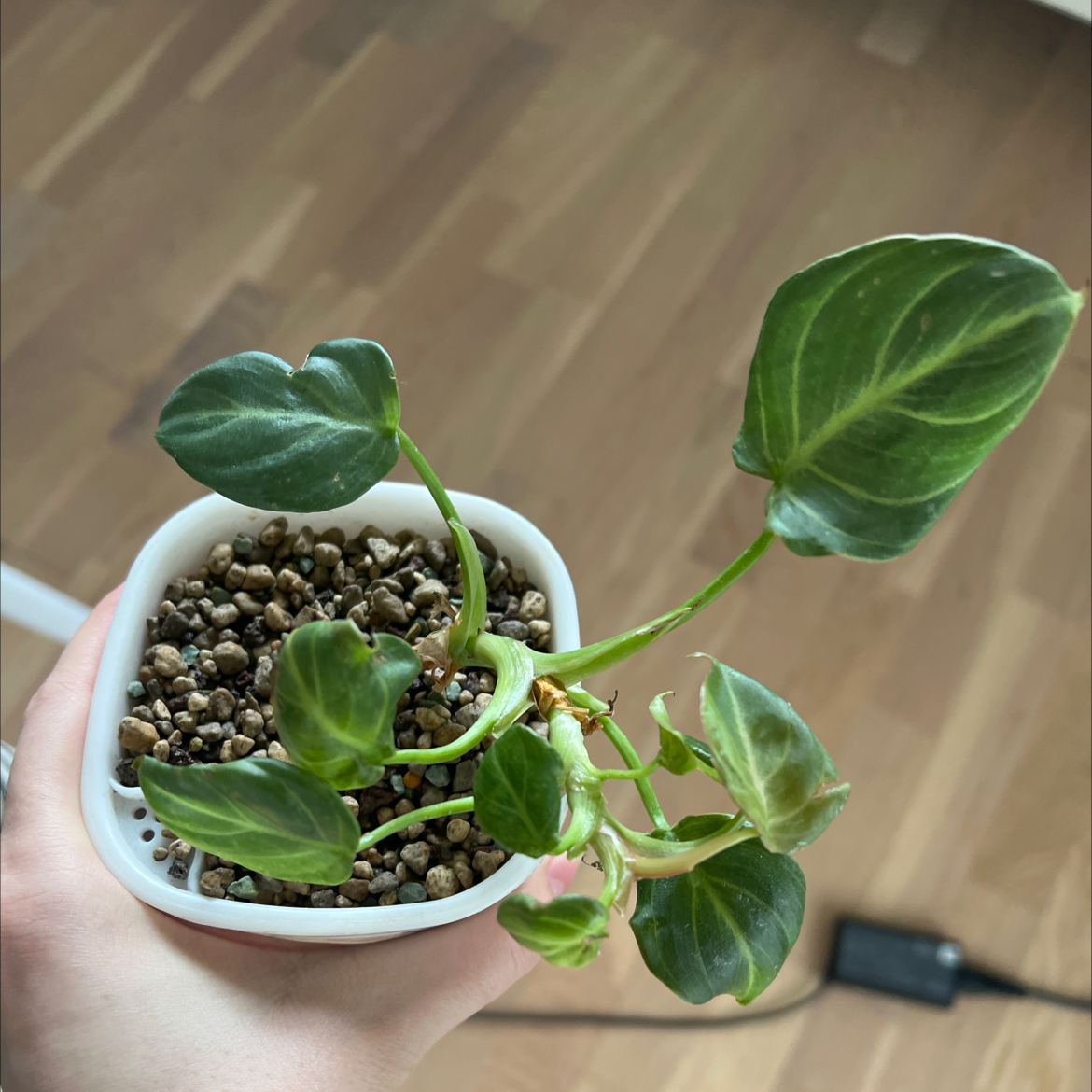 Photo of the plant species Philodendron Gloriosum Zebra by @CrispLungwort named Morgan Treeman on Greg, the plant care app