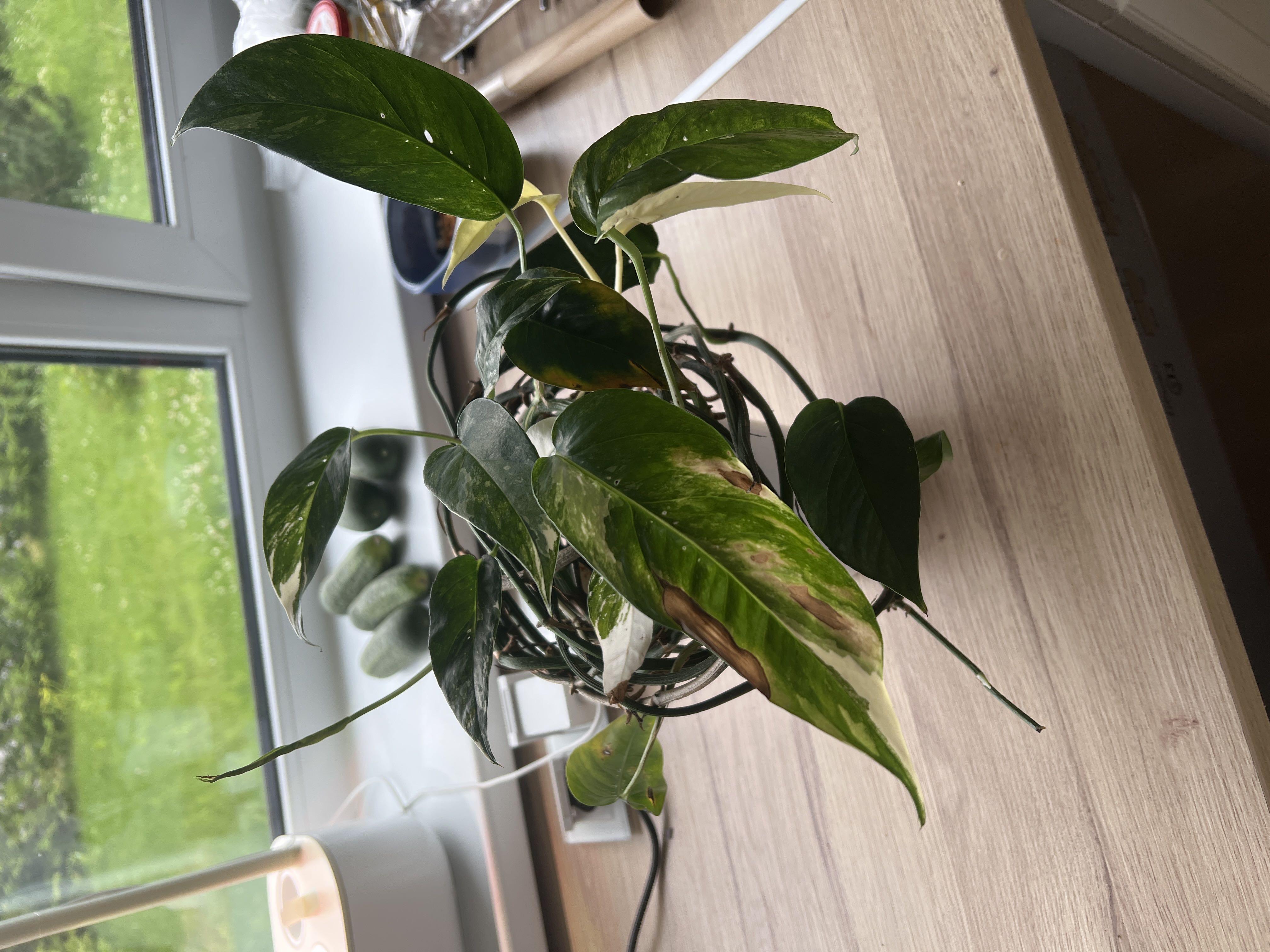 Photo from the post