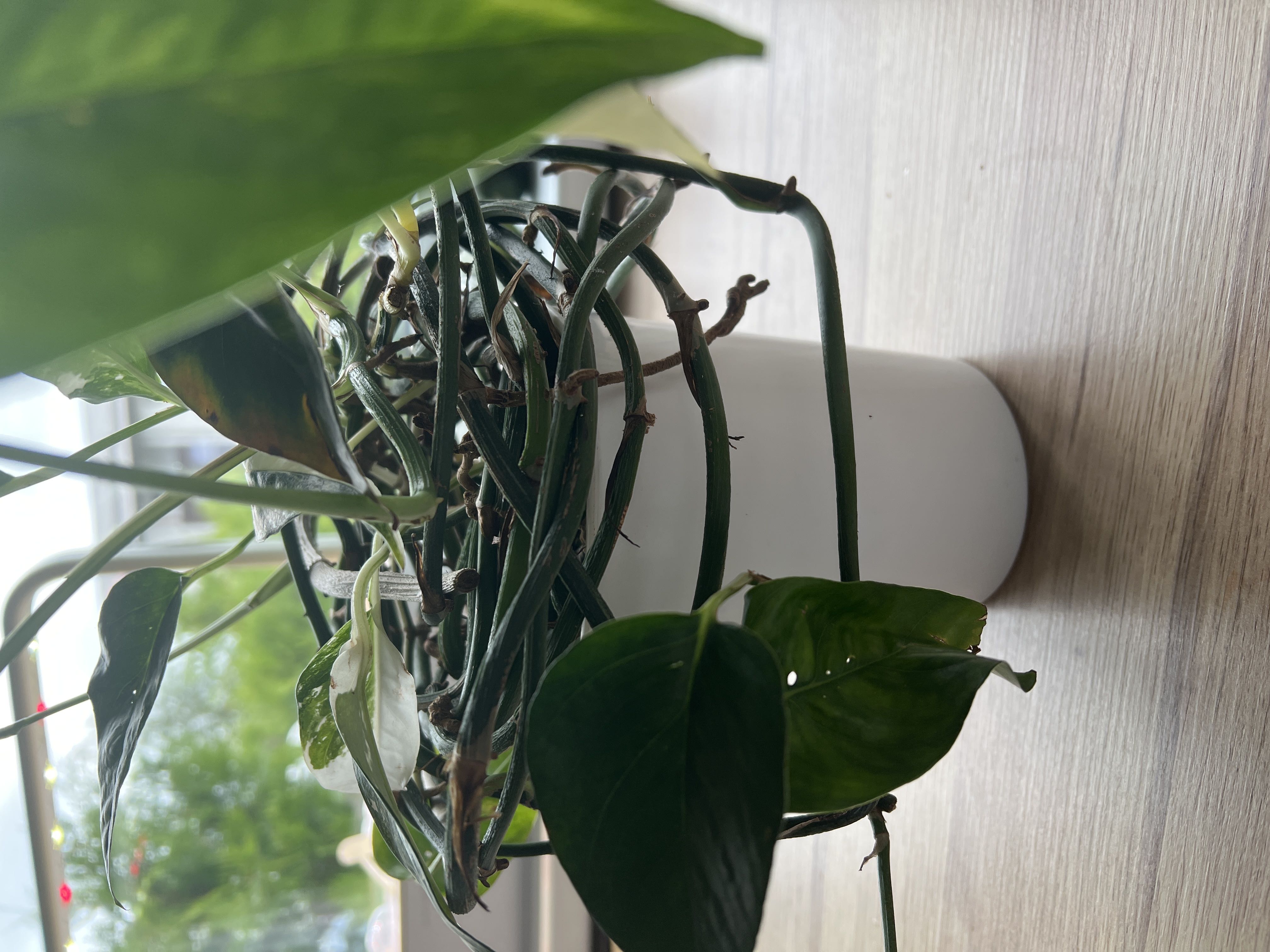Photo from the post