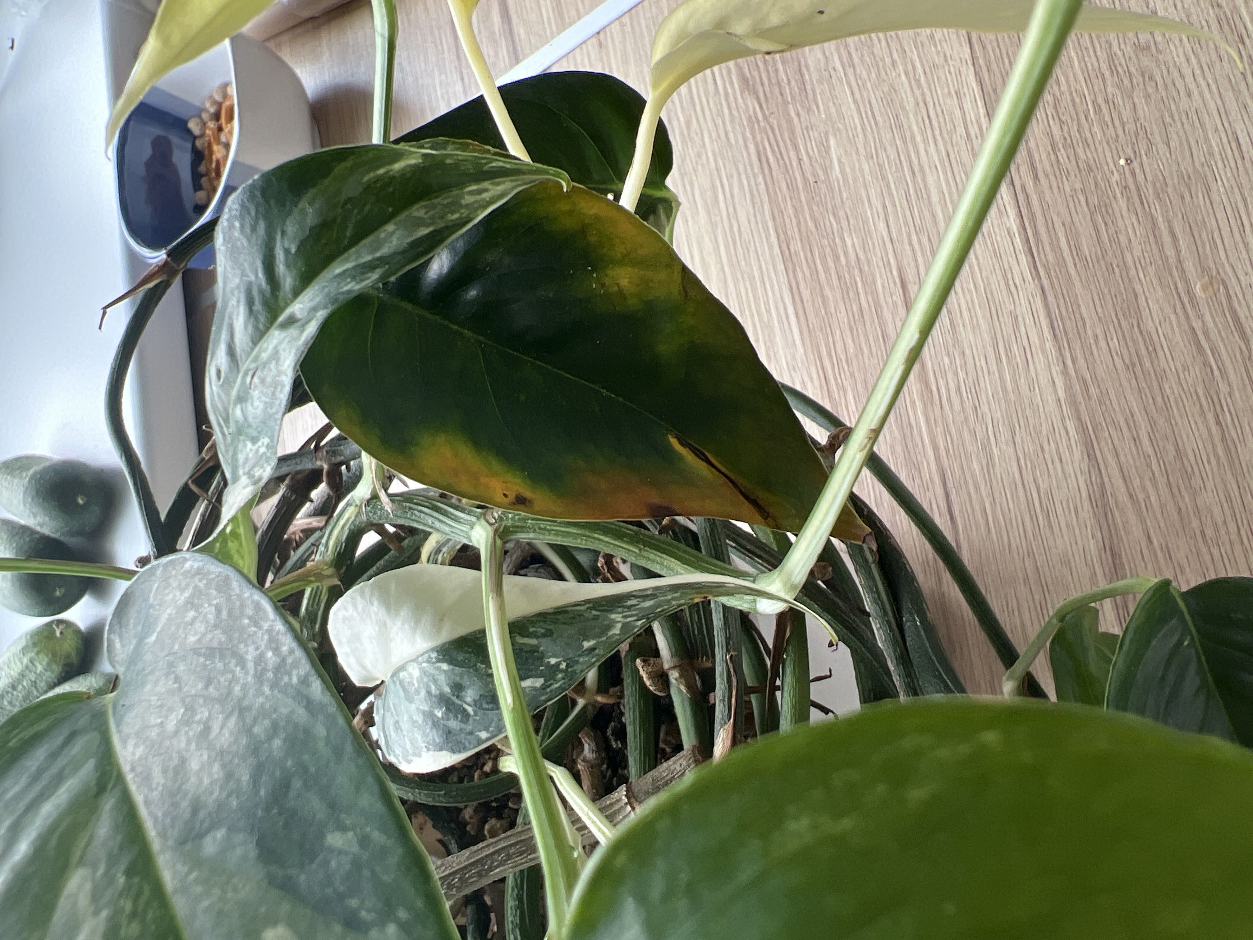 Photo from the post