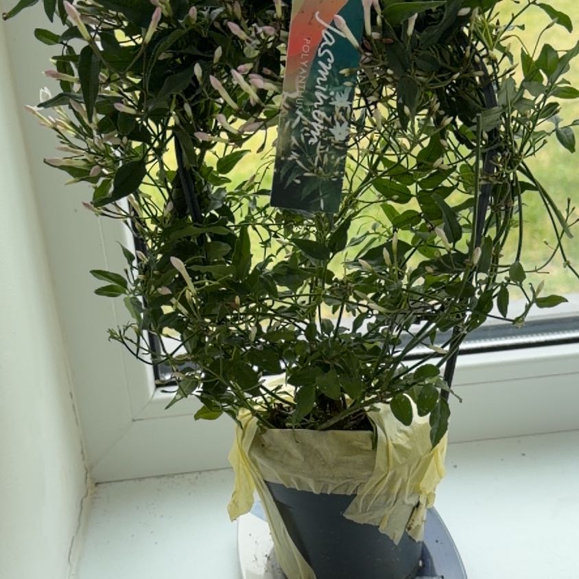 Photo of the plant species Pink Jasmine by @CrispLungwort named Demi on Greg, the plant care app