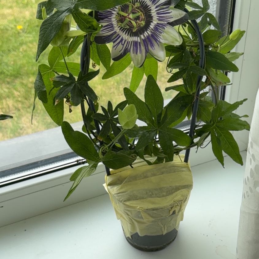 Photo of the plant species Bluecrown Passionflower by @CrispLungwort named Prince on Greg, the plant care app