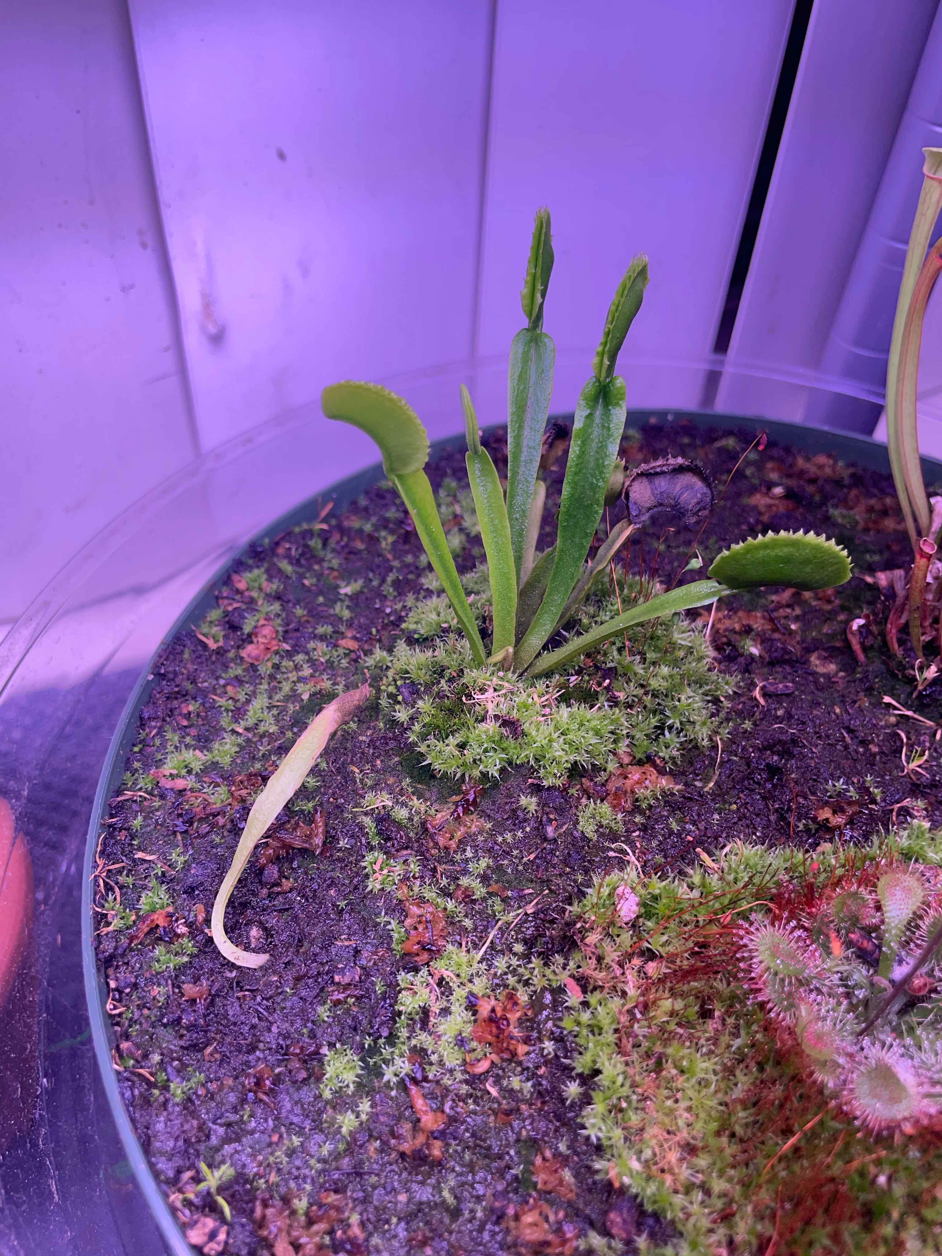 Photo of the plant species Dente Fly Trap by @Jtaysma named Prince Peater on Greg, the plant care app