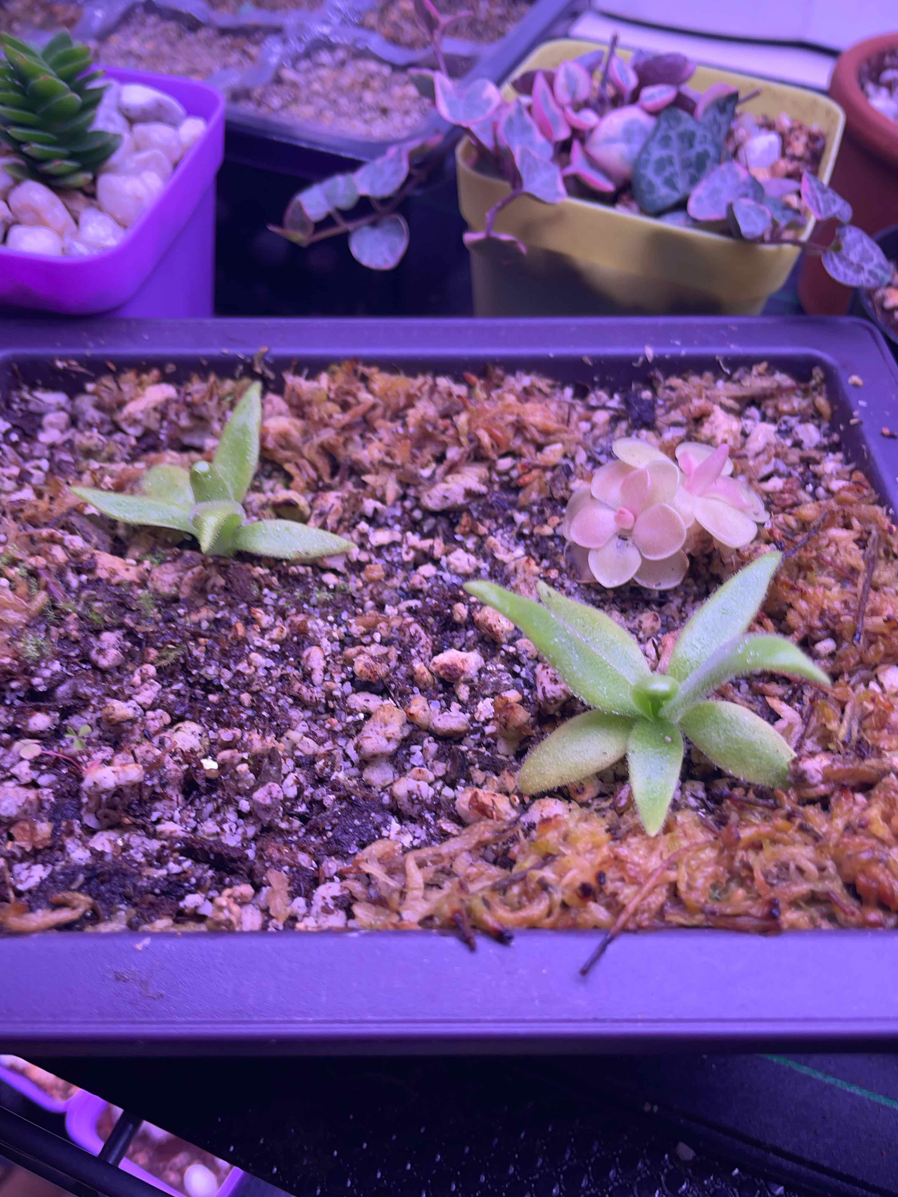 Photo of the plant species mexican butterwort 'sleepy hedgehog' by @Jtaysma named Palmer on Greg, the plant care app