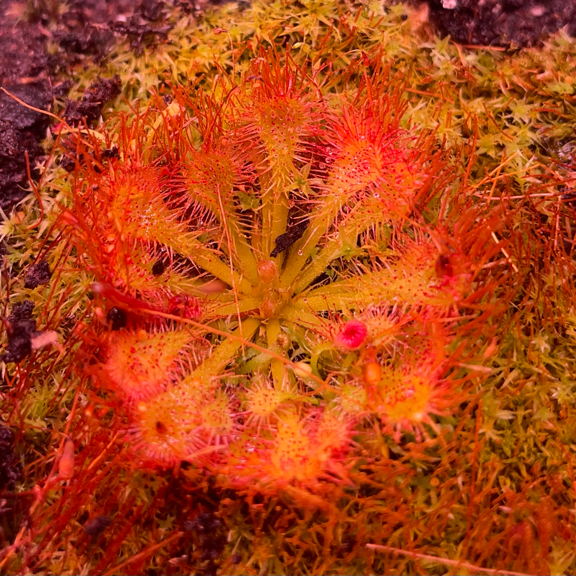 Photo of the plant species Tokaiensis Sundew by @Jtaysma named Phoenix on Greg, the plant care app