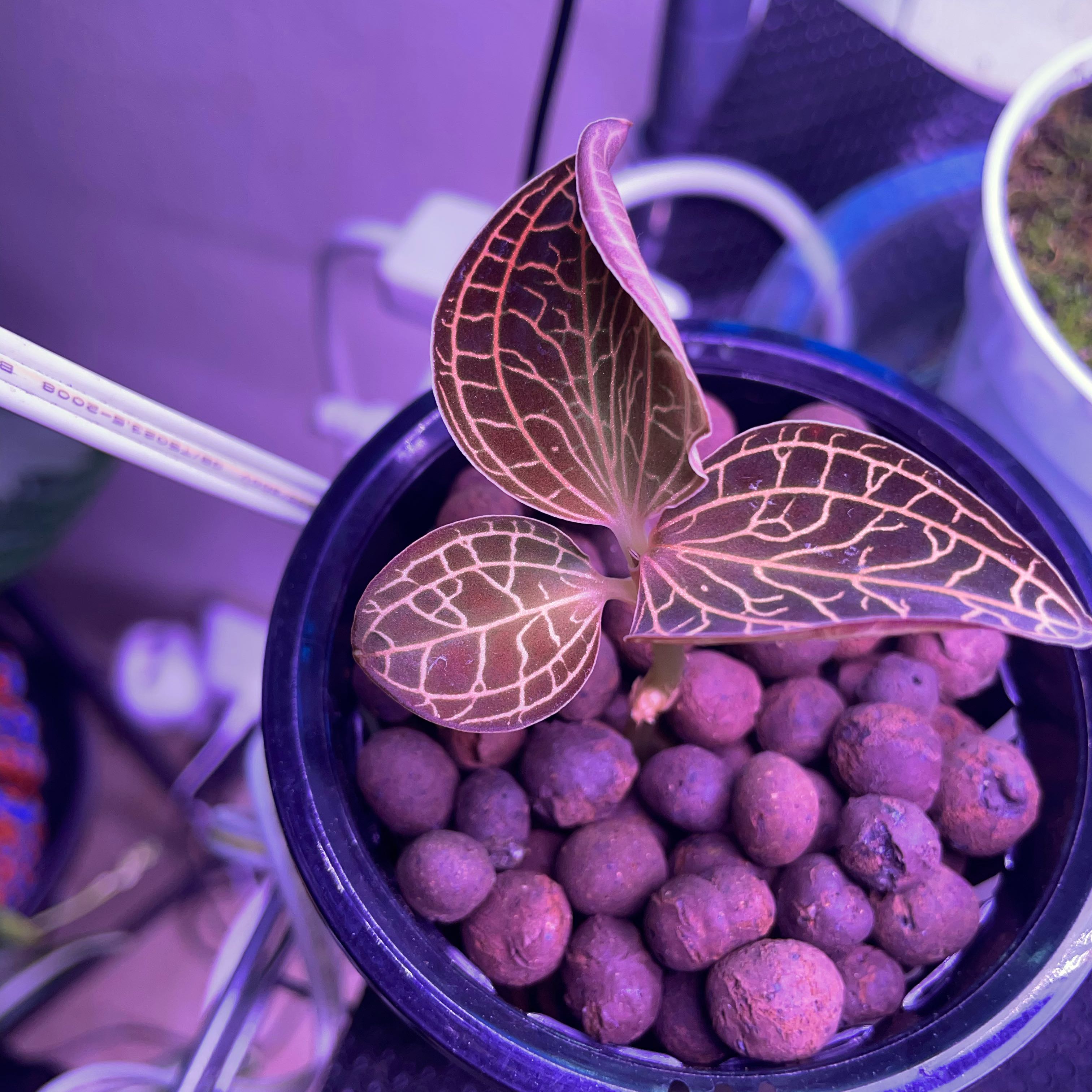Photo of the plant species Anoectochilus albolineatus by @Jtaysma named Jewel on Greg, the plant care app