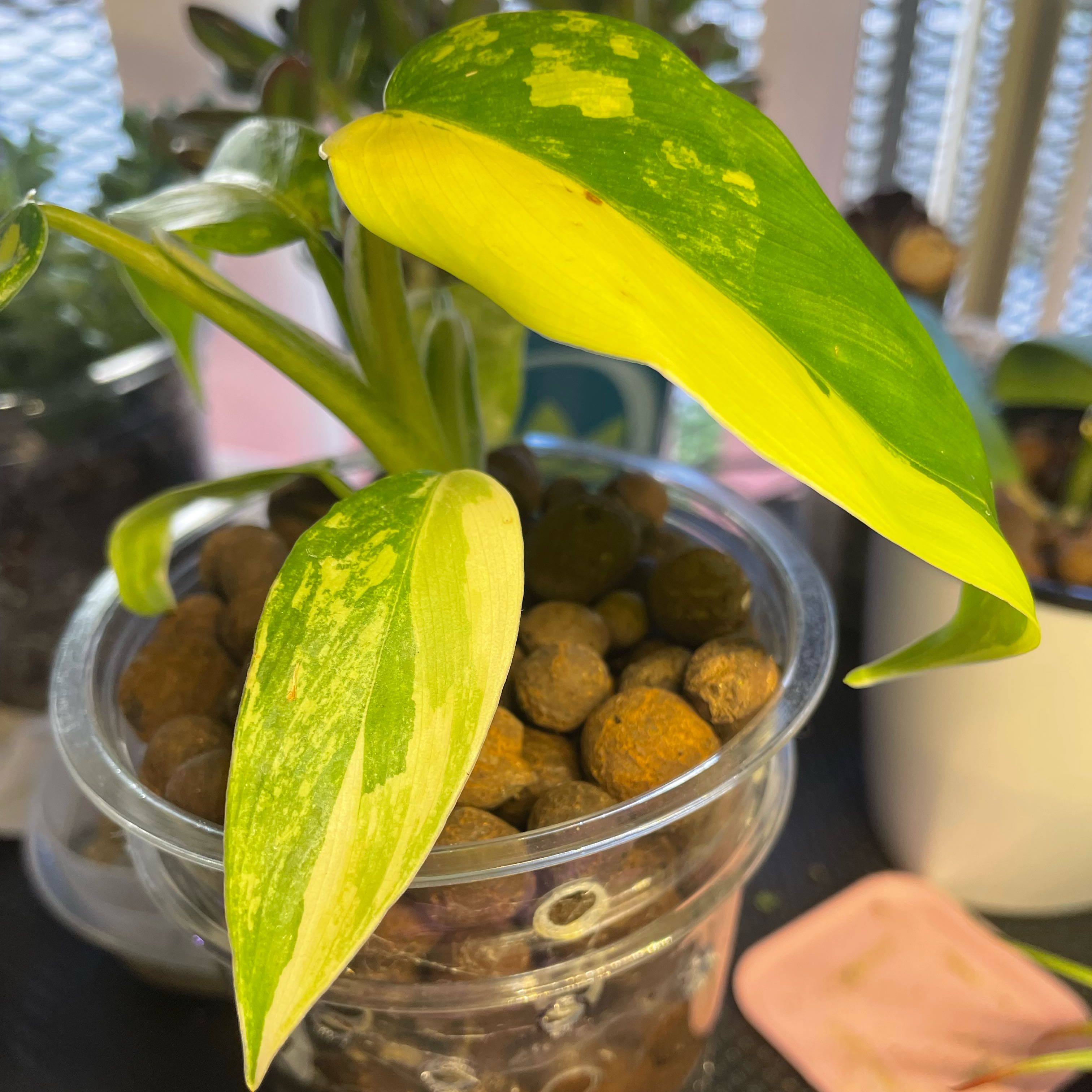 Photo of the plant species Variegated Philodendron by @Jtaysma named Bieber on Greg, the plant care app