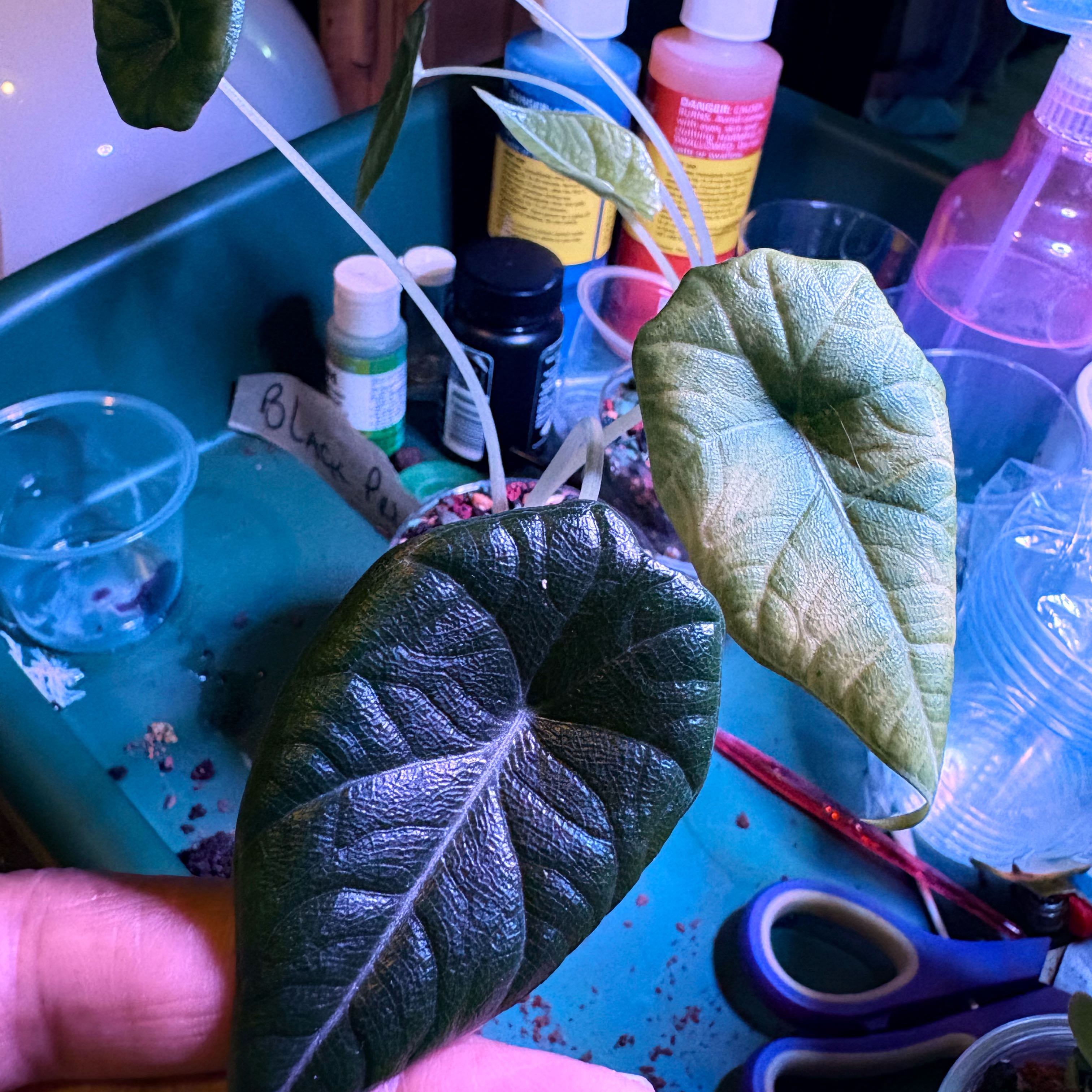 Photo of the plant species Dragon moon by @Jtaysma named Moon on Greg, the plant care app