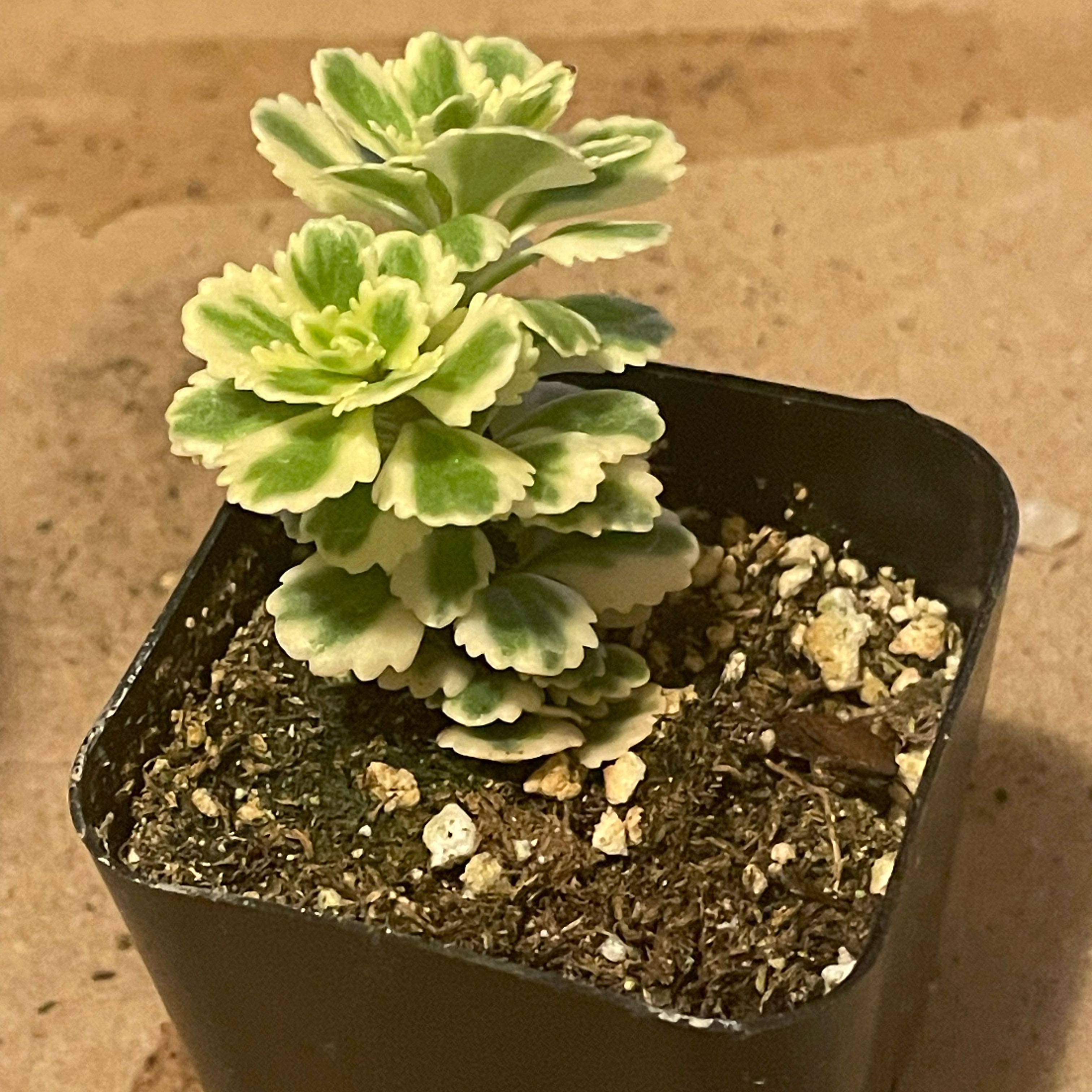 Photo of the plant species Sedum Atlantis by @Jtaysma named Curie on Greg, the plant care app