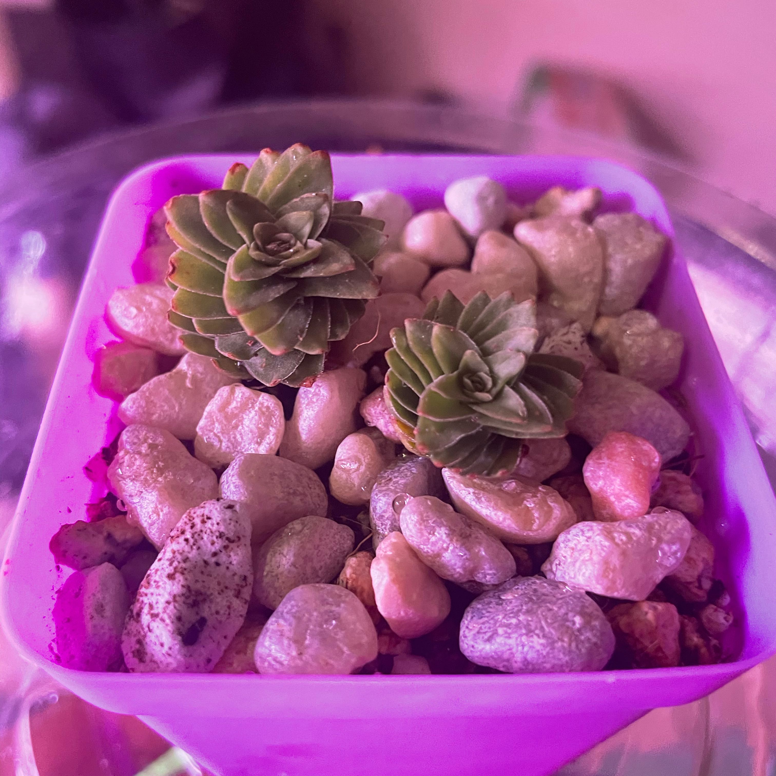 Photo of the plant species Crassula 'Spiralis' by @Jtaysma named Matrix on Greg, the plant care app