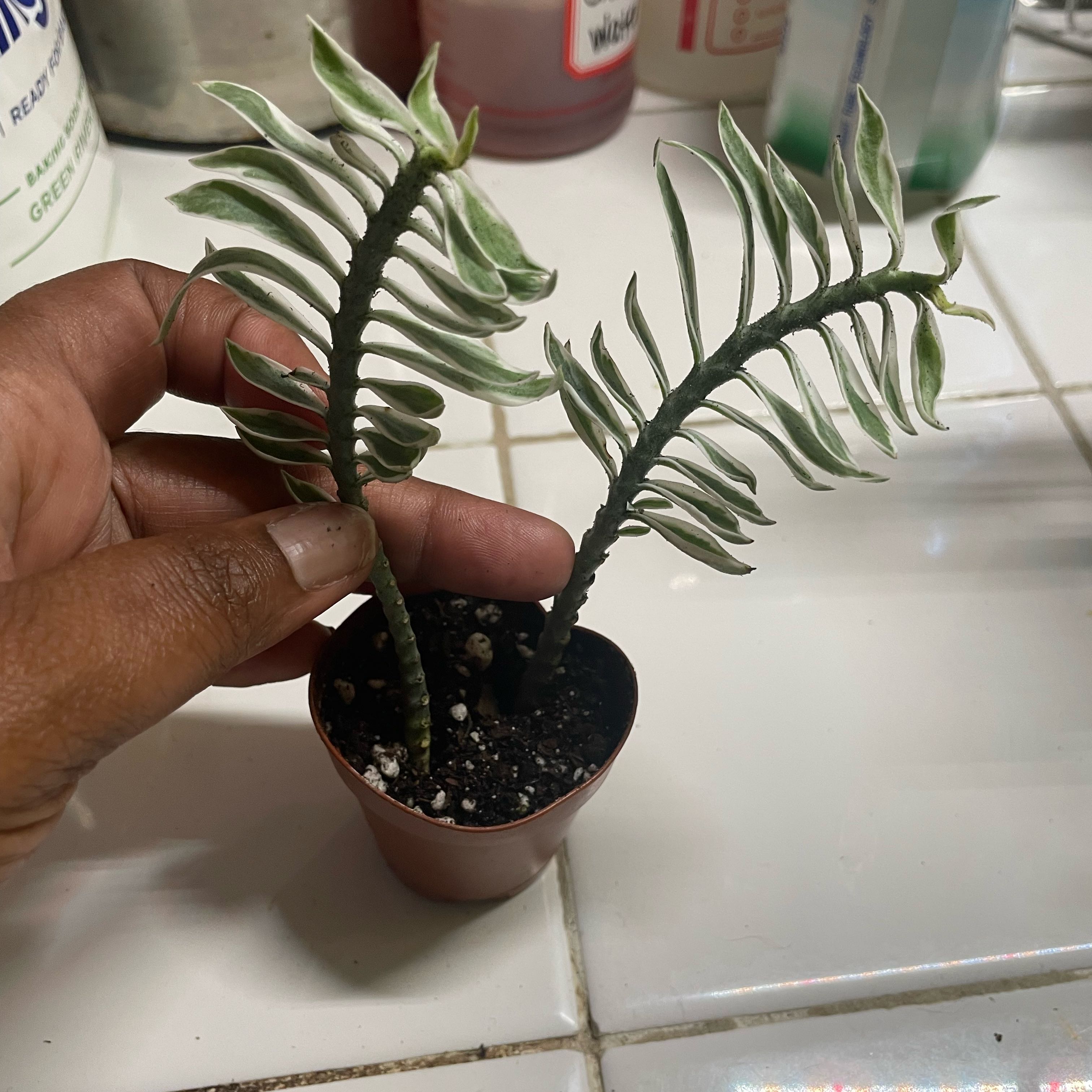 Photo of the plant species Variegated Euphorbia tithymaloides by @Jtaysma named Kobe on Greg, the plant care app