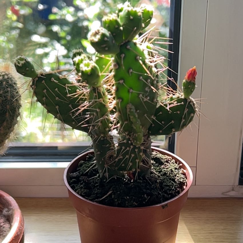 Photo of the plant species Red Buttomn Cactus by @ClimbingBonsai named Aurora on Greg, the plant care app
