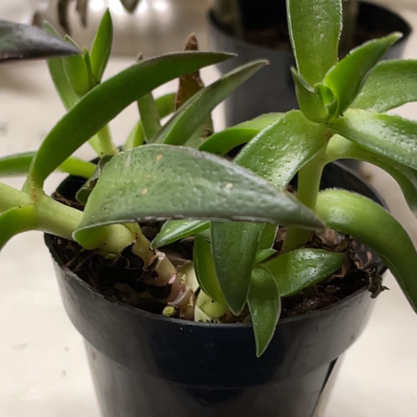 Photo of the plant species Crassula corymbulosa 'Red Pagoda' by @FunBulbrugosum named Maya on Greg, the plant care app