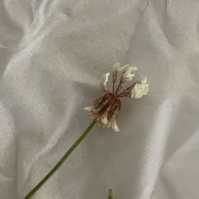 Photo of the plant species Securigera Varia by @DearPumpkinash named Orwell on Greg, the plant care app