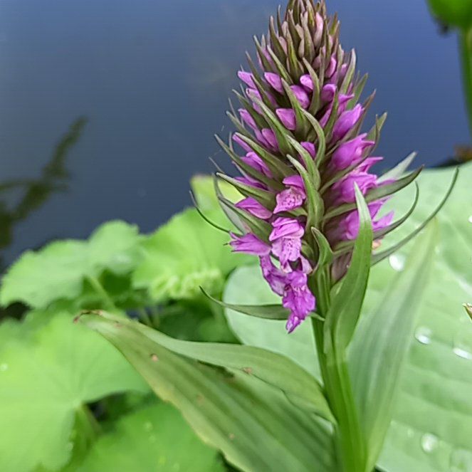Photo of the plant species Common Spotted Orchid by @MerryRosarypea named Rosa on Greg, the plant care app
