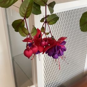 Photo of the plant species Fuchsia 'Ballet Girl' by @ExaltedRaspfern named Stella on Greg, the plant care app