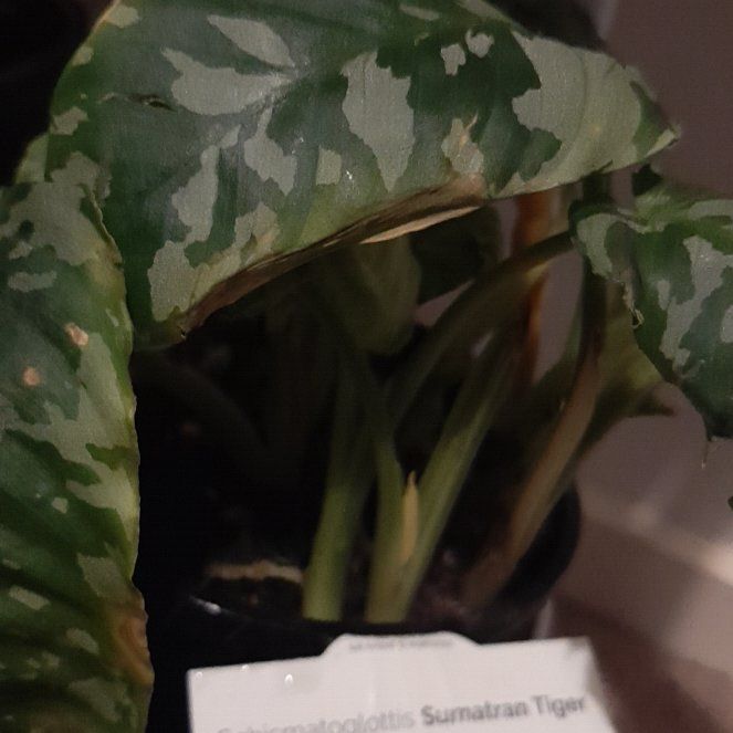 Photo of the plant species Schismatoglottis Sumatran Tiger by @BonusFlapjacks named Nithin on Greg, the plant care app