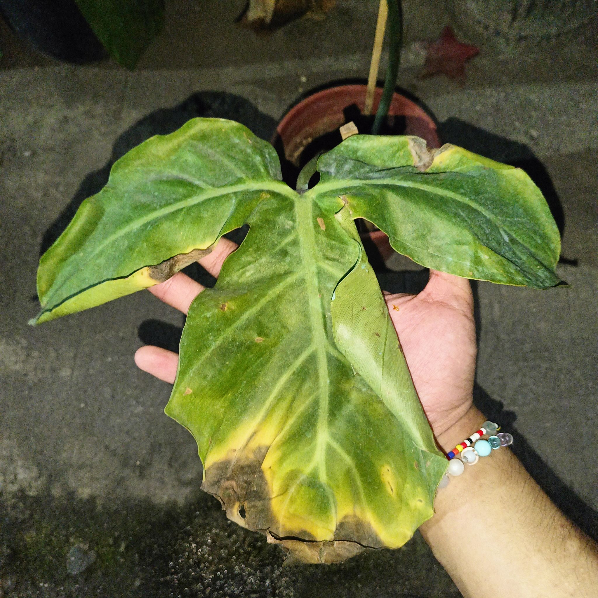 Photo of the plant species Philodendron Tripartitum by @FairMatamaranth named Mar-Ko on Greg, the plant care app