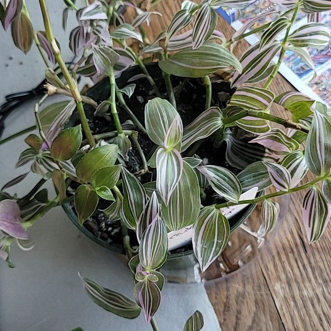 Photo of the plant species Inch Plant by @MajorBleepBleep named Aristotle on Greg, the plant care app