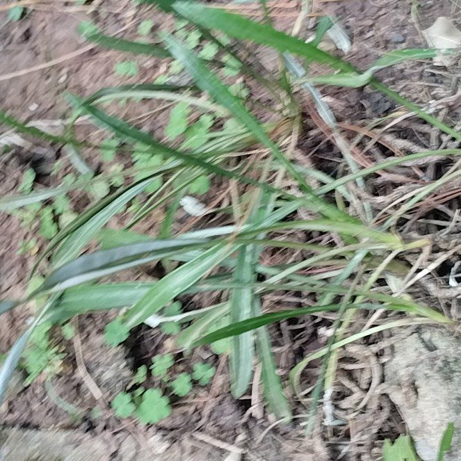 Photo of the plant species False Aloe by @MasterBiancini named Peter Parker on Greg, the plant care app