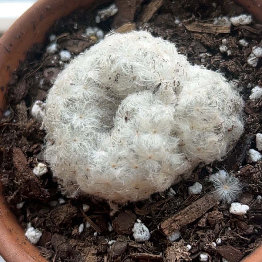 Button Cactus in a pot with visible soil, appearing healthy.