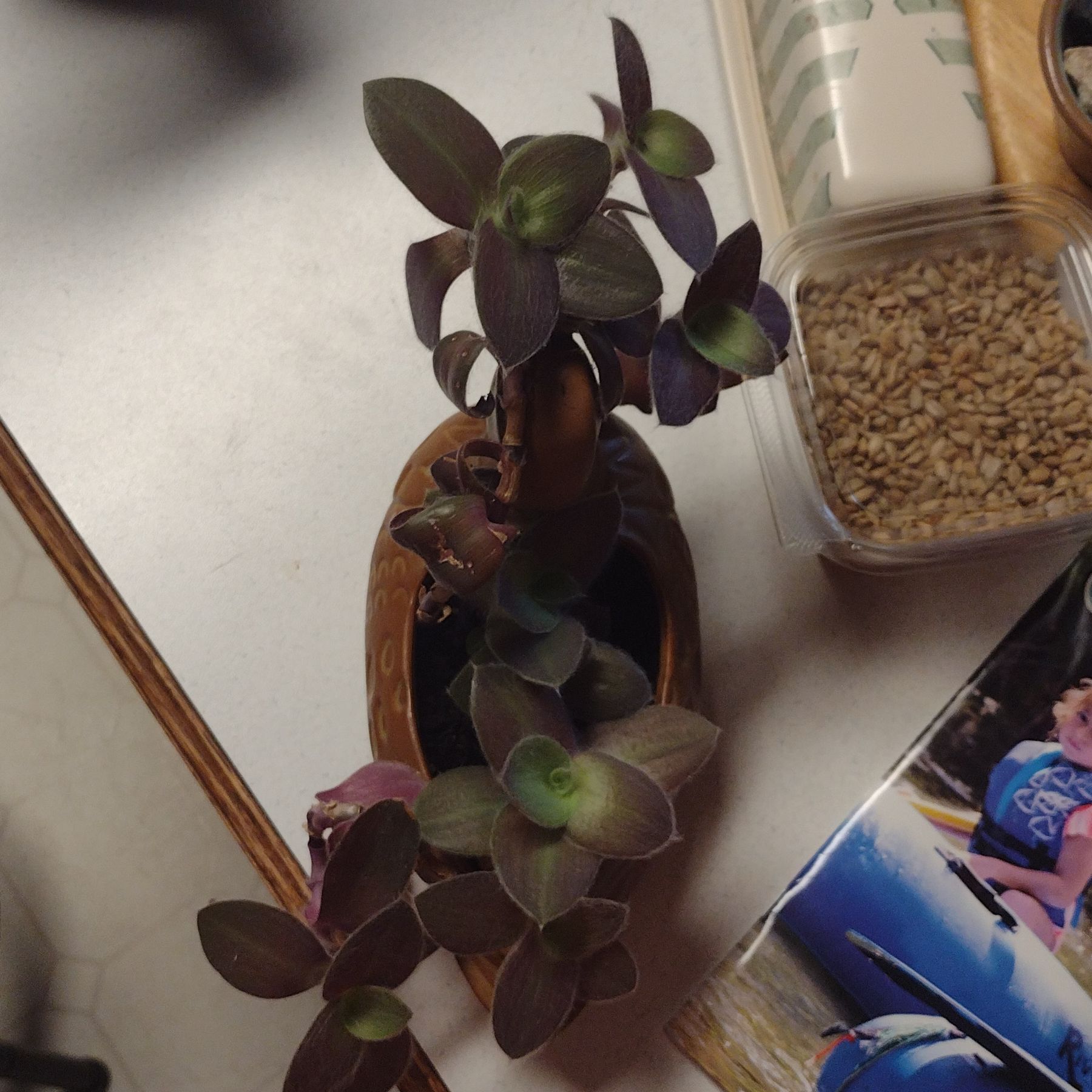 Photo of the plant species Tradescantia Purple Fuzzy by @ToastSucculents named Lola on Greg, the plant care app