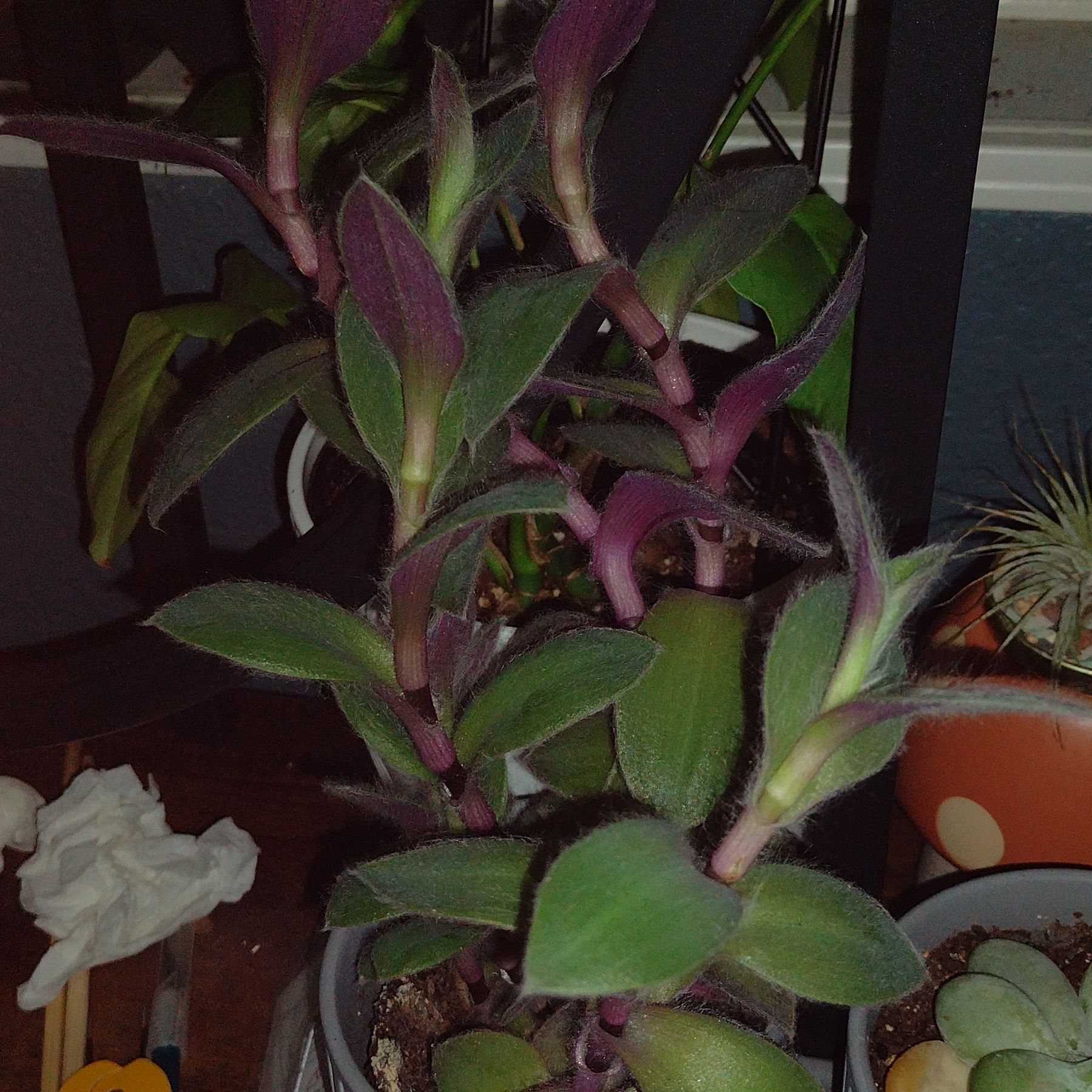 Photo of the plant species Tradescantia Purple Fuzzy by @ToastSucculents named Pax on Greg, the plant care app