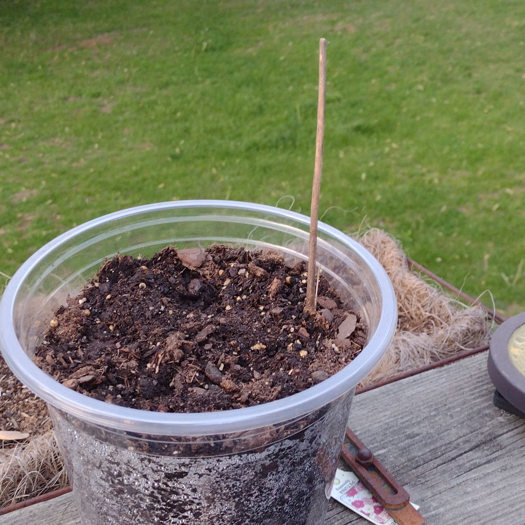 Photo of the plant species Rose Mallow by @ToastSucculents named Austen on Greg, the plant care app