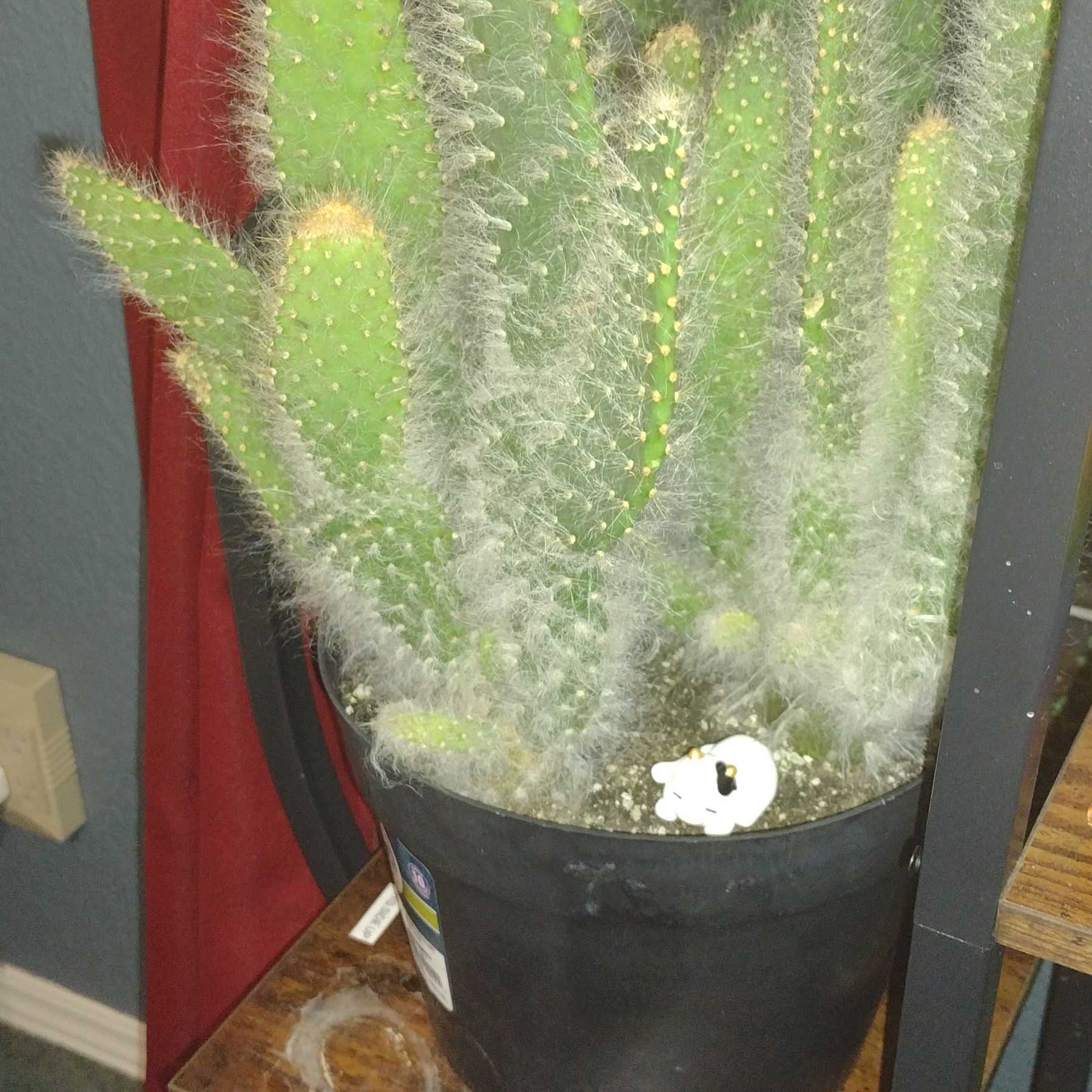 Photo of the plant species Prickly Pear Snow by @ToastSucculents named Gates on Greg, the plant care app