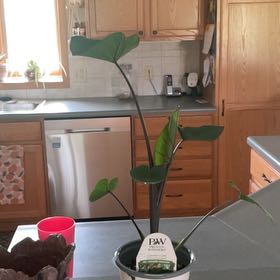 Photo of the plant species Coffee Cups by @Lordandy named Floki on Greg, the plant care app