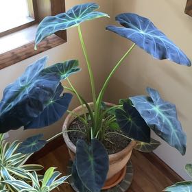 Photo of the plant species Colocasia 'Black Beauty' by @Lordandy named Nyx on Greg, the plant care app