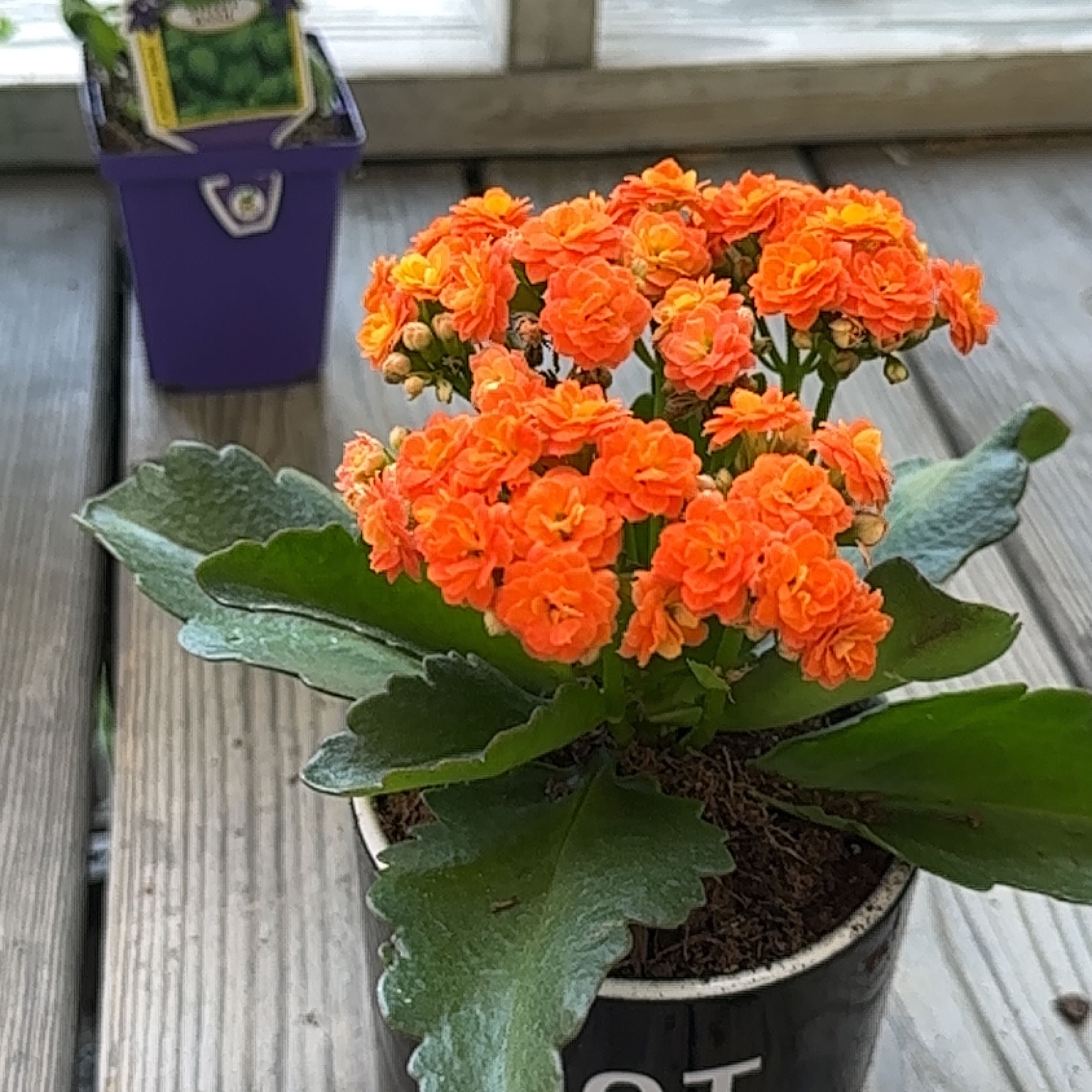 Photo of the plant species AGNES ORANGE by @PromptDeergrass named Agnes (Kalanch Blossfeldiana) on Greg, the plant care app