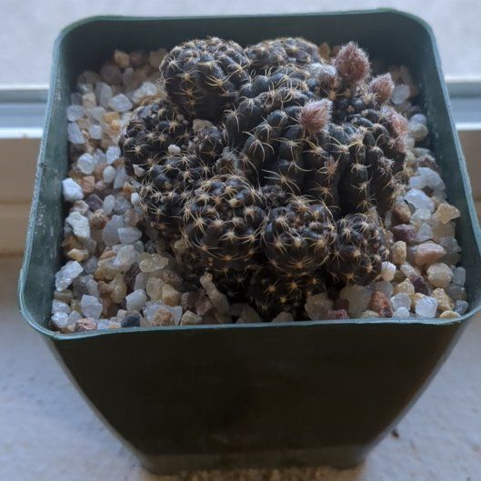 Photo of the plant species Bruch's Chin Cactus by @auburnthumb named Charlotte on Greg, the plant care app