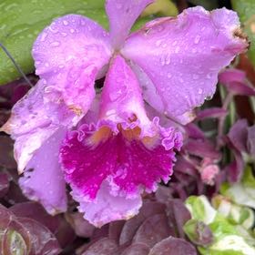 Photo of the plant species Mayflower Orchid by @HolyBrownbirch named Duke on Greg, the plant care app