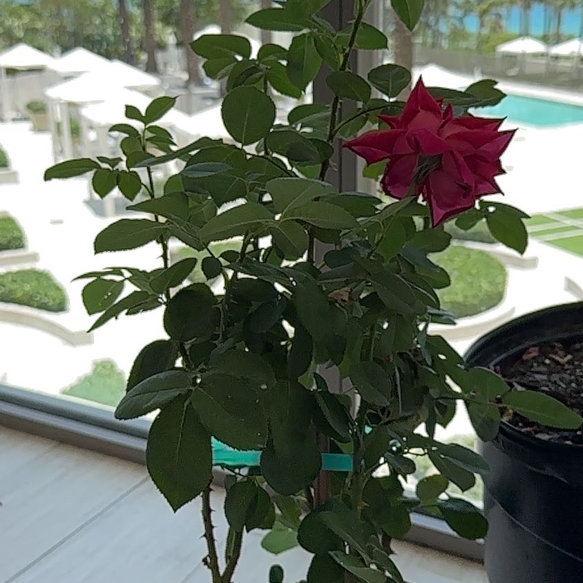 Photo of the plant species Oklahoma Rose by @PetDiscmayweed named Homer on Greg, the plant care app