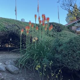 Photo of the plant species Red Hot Poker by @TubularBigmuhly named Muhammad Ali on Greg, the plant care app