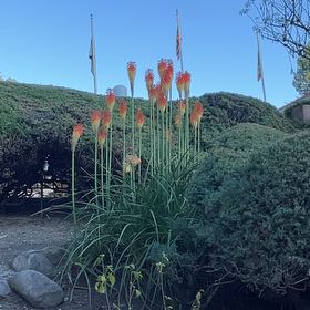 Photo of the plant species Red Hot Poker by @TubularBigmuhly named Kesha on Greg, the plant care app